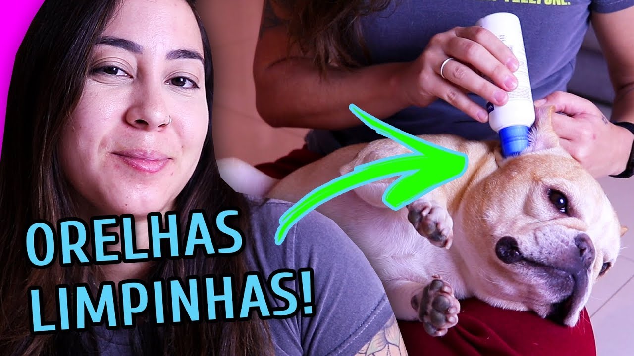 LIMPANDO AS ORELHAS DAS MINHAS CACHORRAS NA PRÁTICA