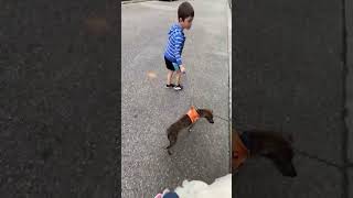 Video preview image #1 Chihuahua-Unknown Mix Puppy For Sale in Virginia Beach, VA, USA