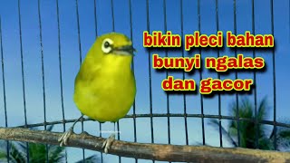 Download lagu Pancingan‼️Pleci Gacor Ngalas,Bikin Pleci Bahan Bunyi Ngalas || Pleci Dakun Lokal Gacor mp3 Download lagu Pancingan‼️Pleci Gacor Ngalas,Bikin Pleci Bahan Bunyi Ngalas || Pleci Dakun Lokal Gacor mp3