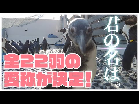 , title : '【四国水族館】ペンギンの愛称が決まりました！-番外編-'