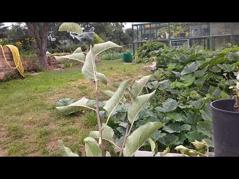 Summer apple tree bud grafting