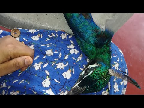 NOSHI...the friendly and loving peacock.