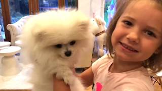 День Рождения канала Mister Max 4 года Funny puppy Gucci Birthday gift for kids party