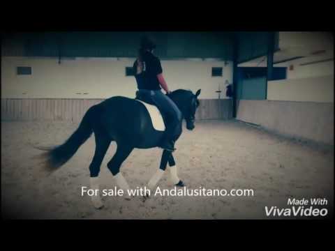 Smaller lusitano stallion with very nice movement