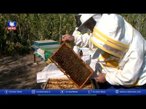 بەڤیدیۆ.. ئامادەكردنی هەنگ  بۆ وەرزی سەرما و زستان