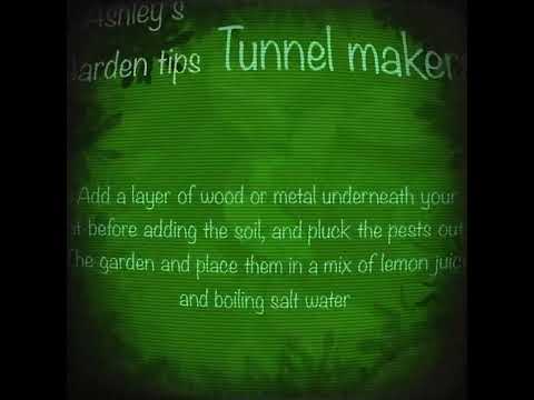 Tunneler | Flos Caro