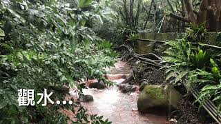 磺溪畔尋花走春