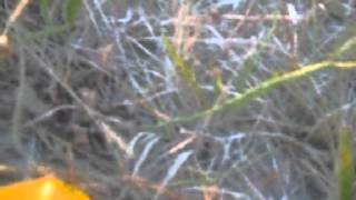 L7 - The Masses are Asses  ( Self made Video Clip)