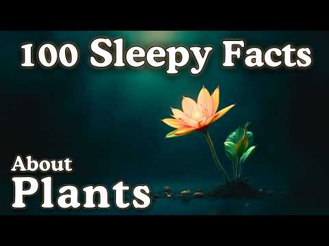 The Most Relaxing Facts About Plants to Fall Asleep To