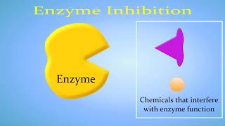 Enzyme Inhibition (Competitive vs. Non-Competitive/Allosteric)