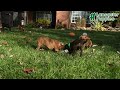 Boxer dogs for sale: Timmy - Video 1