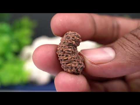 Rudraksha Product Image