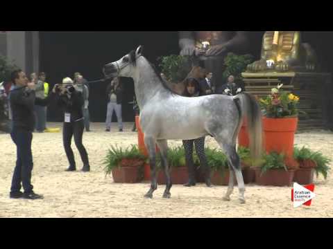 N 47 EM JULIUS CAESAR   Gran Prix 2015   4+ year old stallions Class H