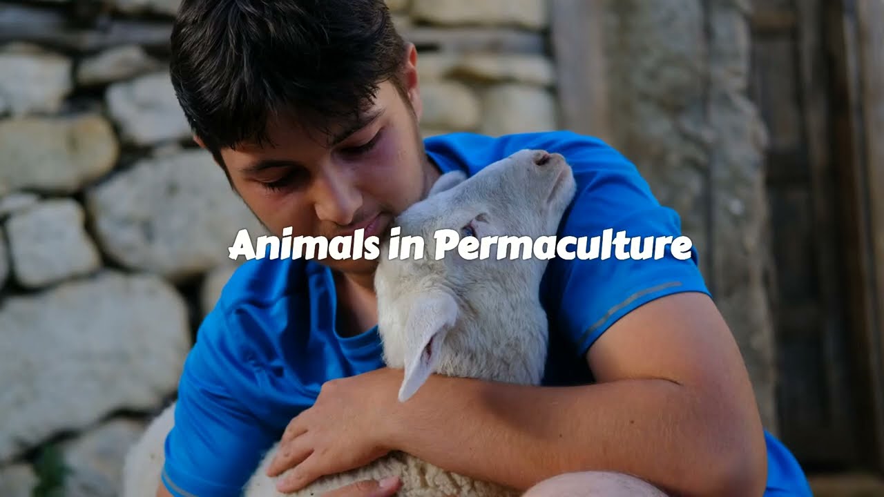 Animals in Permaculture