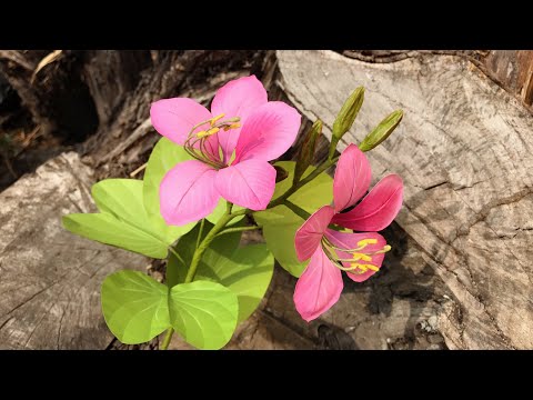 ABC TV | How To Make  Butterfly Tree Paper Flower - Craft Tutorial