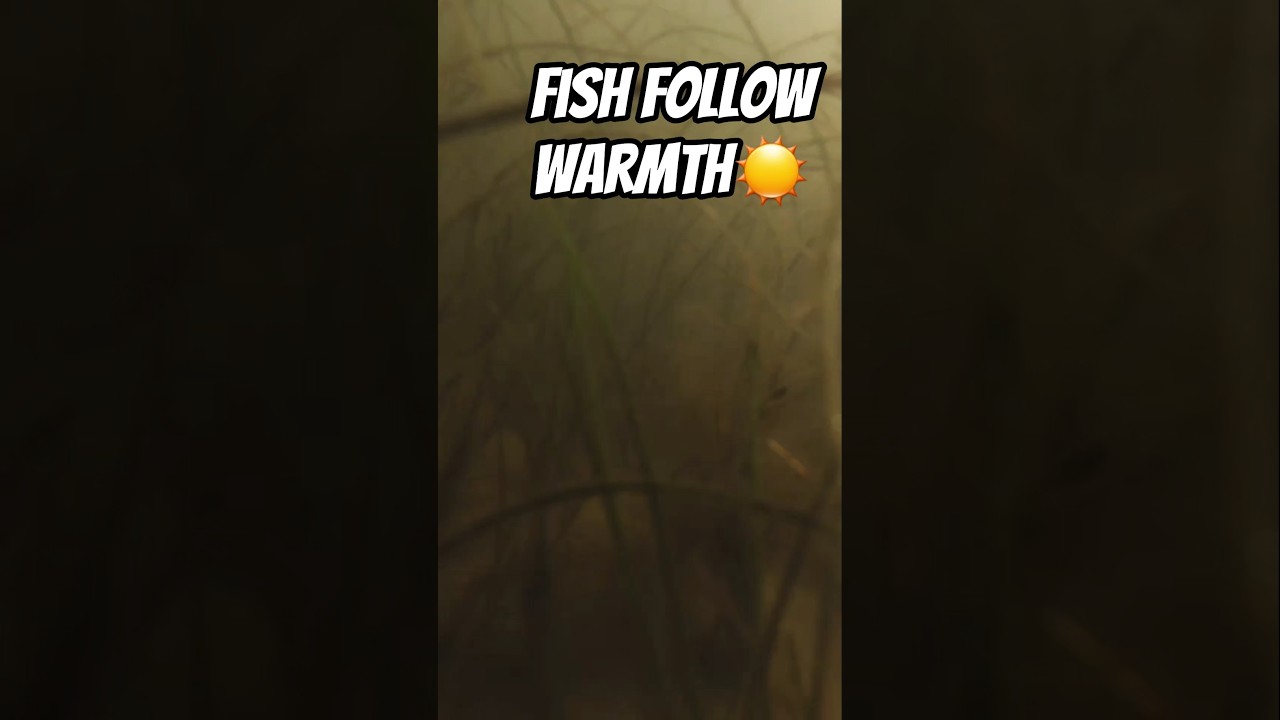 Cold Front Fishing Tip: Why Inshore Fish Move Shallow in Winter