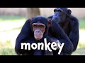 Animal Alphabet For Children Learn The ABCs With Animals Kids Learning Videos