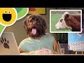 Eight Cows Pet News Team Sesame Studios