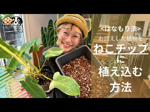 園芸 グレリネット