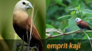 Download lagu Emprit kaji belajar bunyi dijamin nyaut dan belajar isian kenari lokal mp3