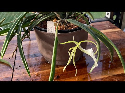Brassavola Nodosa repot