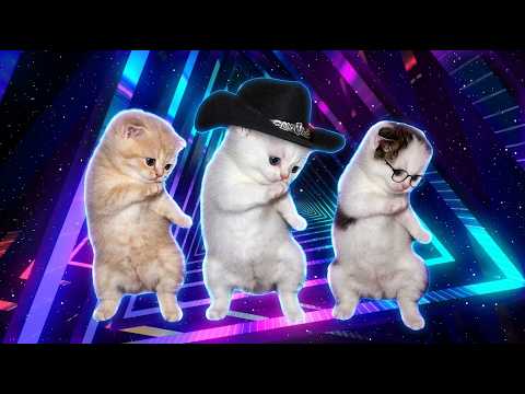 Cute Kittens Dancing to Chipi Chipi Chapa Chapa
