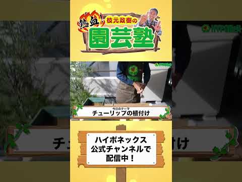 春に美しい花を咲かせるためにチューリップの球根を植える時期はいつ頃でしょうか?やり方は？ +ビデオ  庭園