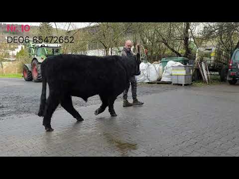 Katalog Nr. 10 - Landmann Bieberer Spessartwald - Züchter: Mützel u. Geiger GbR