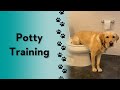 I Taught Magnus To Pee In The Toilet Short Dog