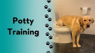 I taught Magnus to pee in the toilet! #short #dog