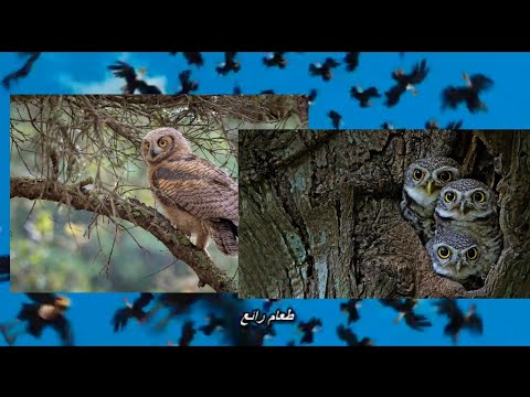 Cartoon Age The Meltdown Part 19 - 🎵Food Glorious Food🎵