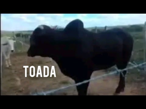 TOADA DO BOI FAVELADO | ALON ZOA E ARY