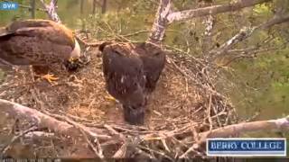 berry eagles april1   food grab