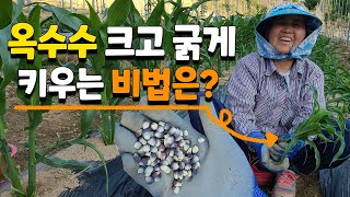 옥수수 이렇게 하면 크고 굵게 키울수 있습니다 옥수수 재배, 옥수수 농사 - corn growing