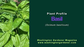 Basil Plant Profile