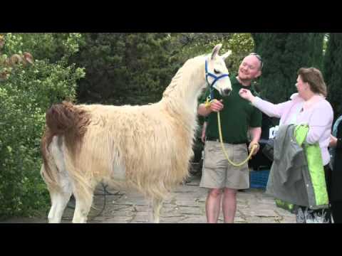 download lagu mp3 mp4 Wedding Venues With Animals, download lagu Wedding Venues With Animals gratis, unduh video klip Wedding Venues With Animals