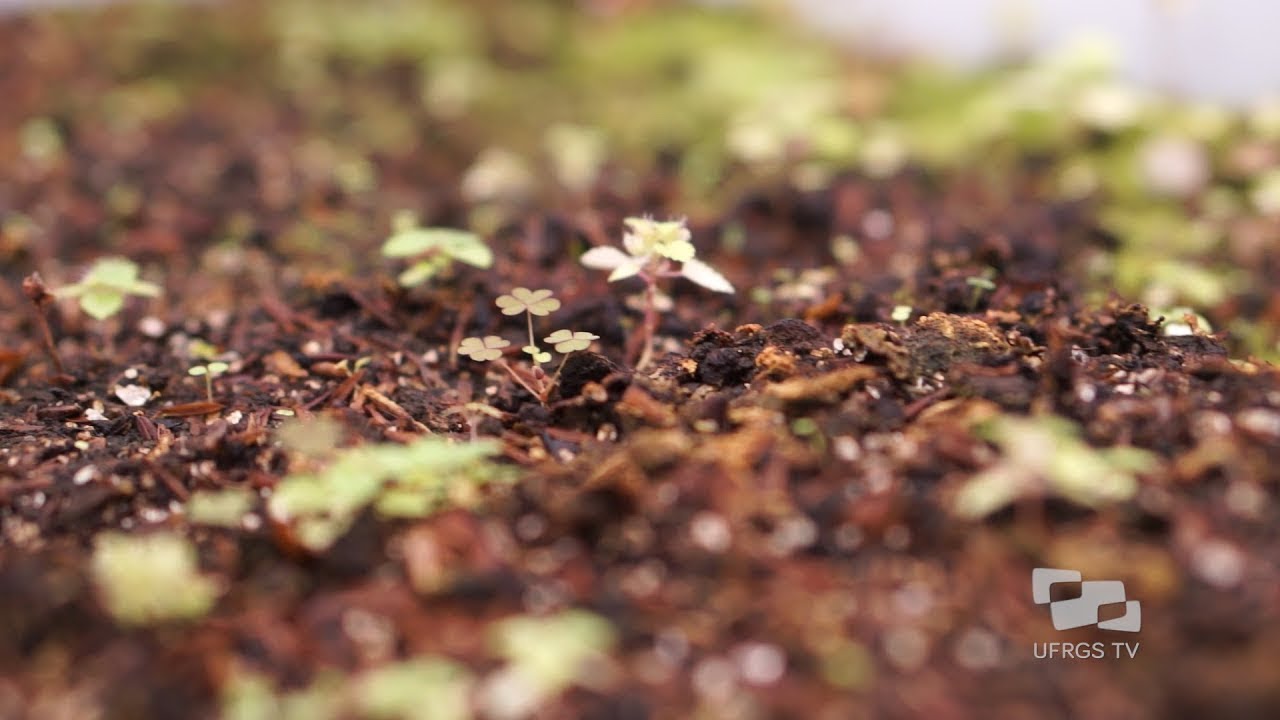 Faculdade de Agronomia - Conhecendo a UFRGS