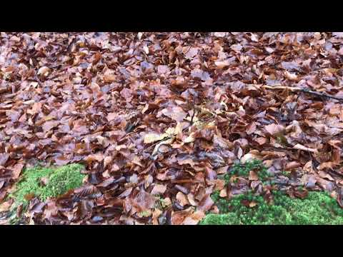 Hygrophorus Marzuolus 2019