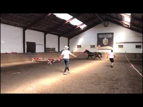 **SOLD to England** 3,5 y old stallion by Cordess (Clinton) x Numero uno