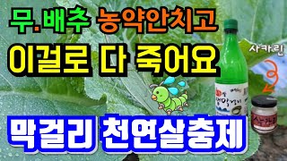 배추벌레 퇴치법 무.배추 막걸리로 천연 살충제 만드는법.친환경재배 텃밭농사 귀농귀촌 배추재배