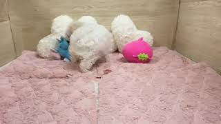 ハーフ犬の動画01