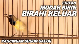 Download lagu SOGON GACOR PANCINGAN MUDAH BIKIN BIRAHI KELUAR !! CUITAN AMPUH mp3 Download lagu SOGON GACOR PANCINGAN MUDAH BIKIN BIRAHI KELUAR !! CUITAN AMPUH mp3