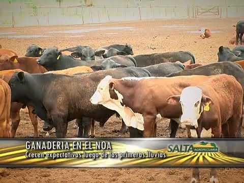 Destetes y creepfeeding. Desafíos para el 2022 (3); Dir. del Dpto. Tec., Ing. Agr. Rodolfo Gonsolín