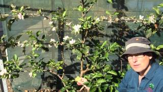 preview picture of video 'Dwarf Apple - Tropic Sweet - Espalier Tropic Sweet Apple'
