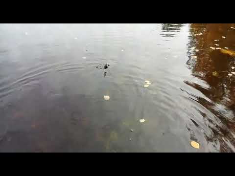 Kalaopas Finland - C&R, 4kg hauen vapautus