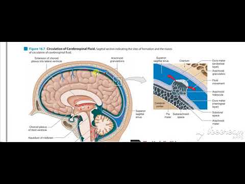 Dural venous sinuses 5