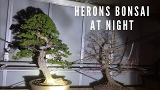 Herons At Night