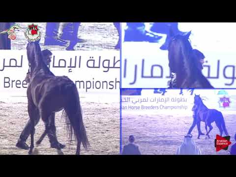 N 207 AJ SAWARI   Emirates AHBC