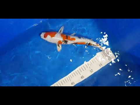 18. Dezember 2025 2y Kin Showa von Tanaka Satoshi