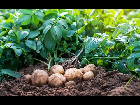 , title : 'Cultivarea cartofilor de la A la Z/Plantarea cartofilor VARA/Cum obținem recolte bogate de cartofi'